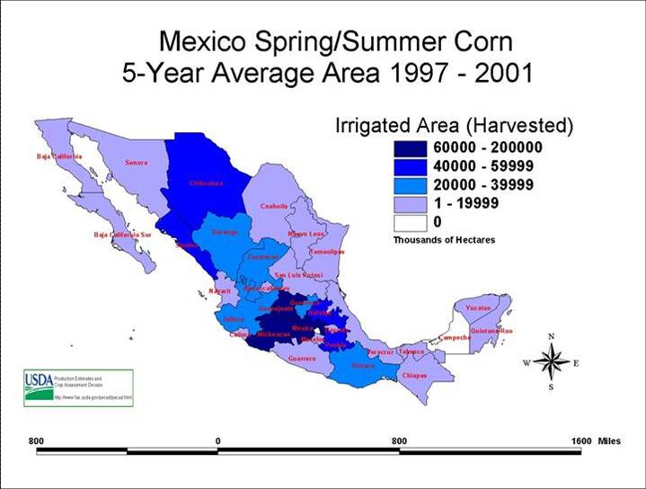 corn in Mexico