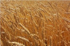 How to Plant Wheat