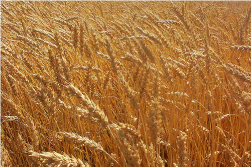 wheat plant