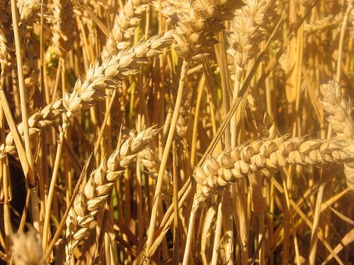 wheat plant